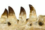 Fossil Mosasaur (Thalassotitan) Jaw Section with Teeth - Morocco #372634-2